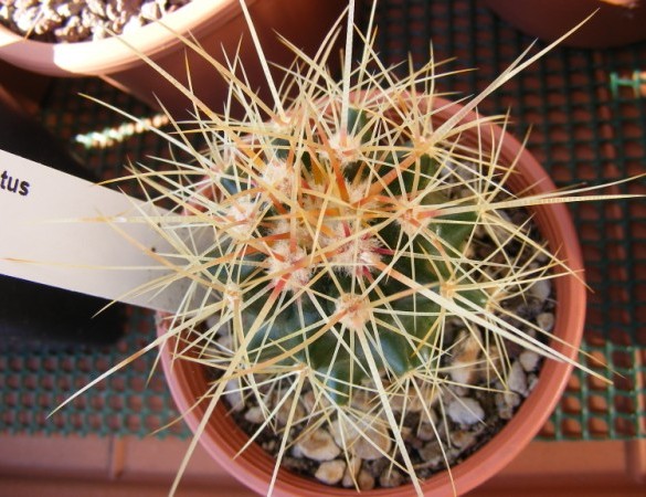 Echinocactus grusonii 