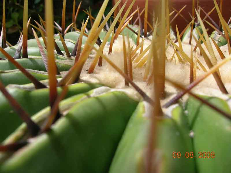 Echinocactus ingens 