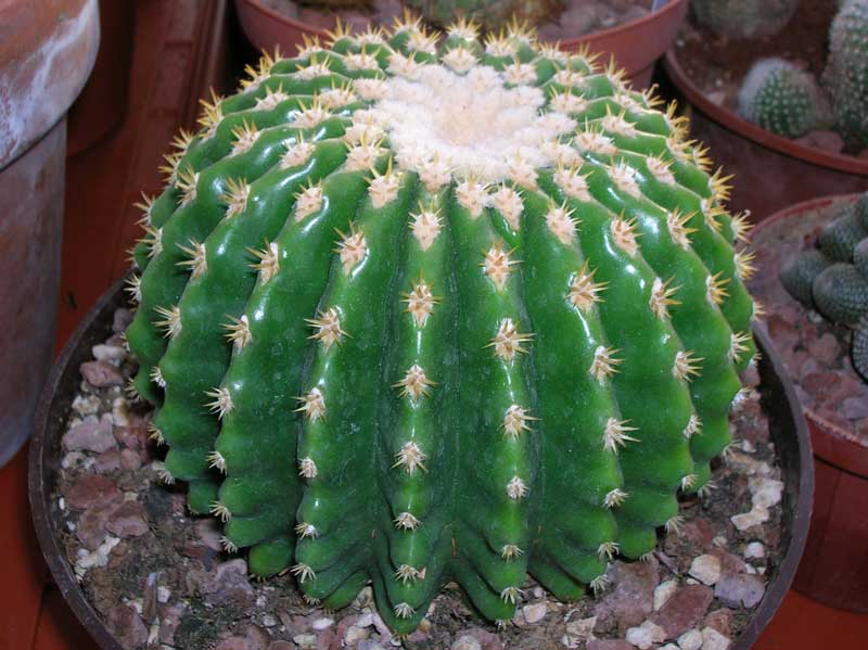 Echinocactus grusonii v. inermis 