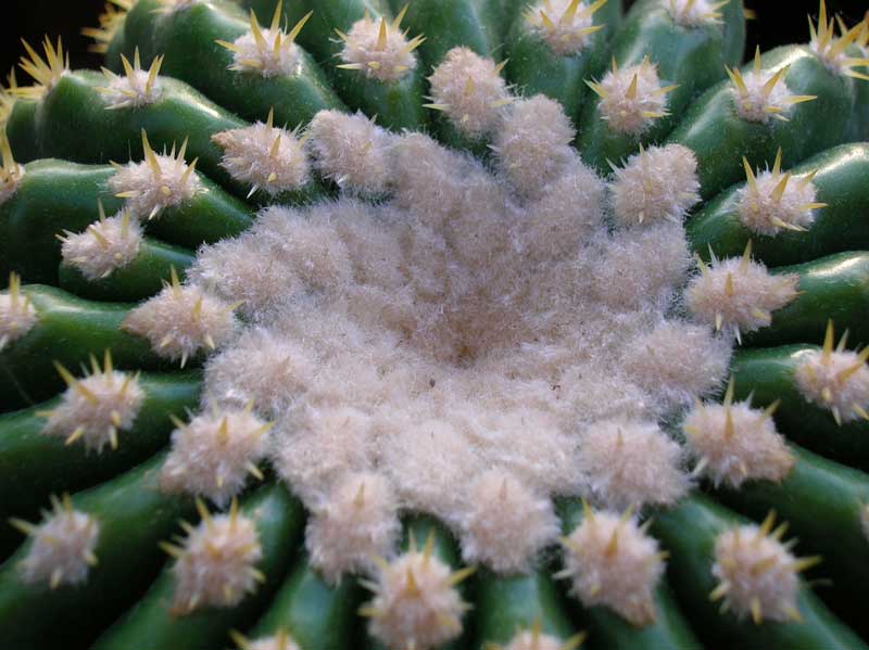 Echinocactus grusonii v. inermis 