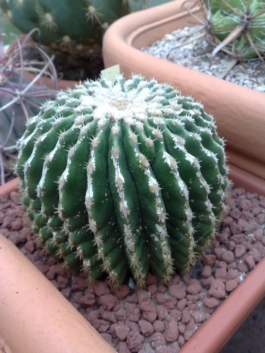 Echinocactus grusonii v. inermis 