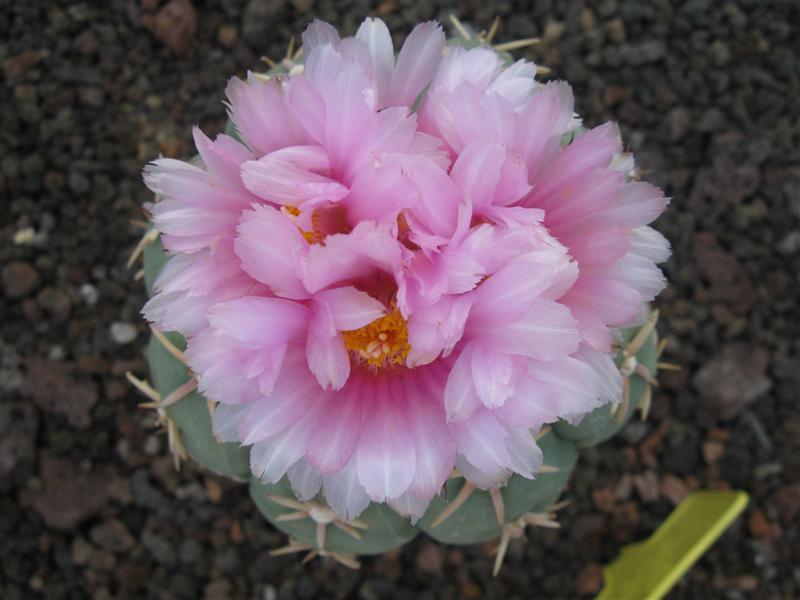 Echinocactus horizonthalonius v. moelleri 