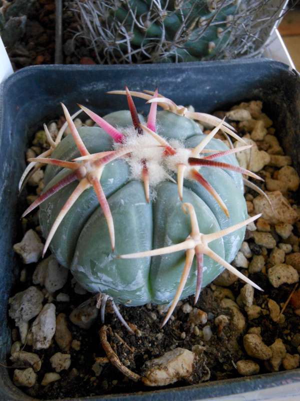 Echinocactus horizonthalonius 