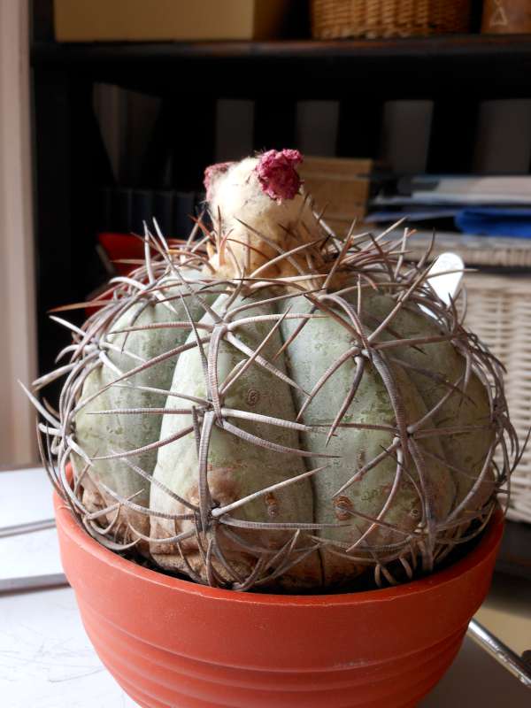 Echinocactus horizonthalonius 