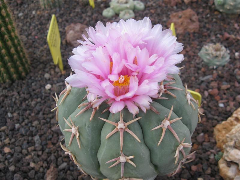 Echinocactus horizonthalonius v. moelleri 