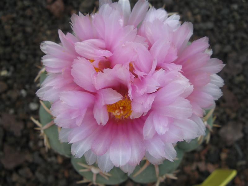 Echinocactus horizonthalonius v. moelleri 