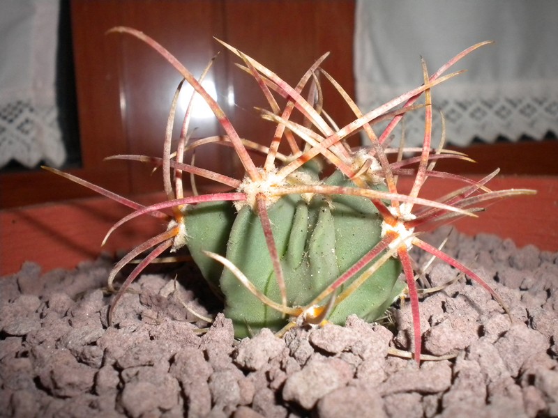 Echinocactus parryi 