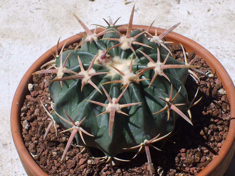 Echinocactus texensis 