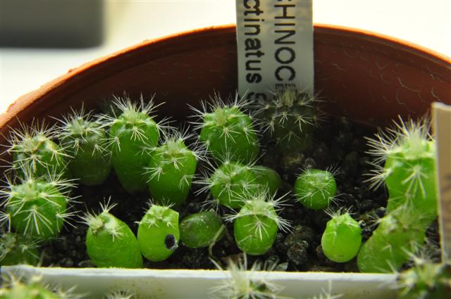 echinocereus pectinatus