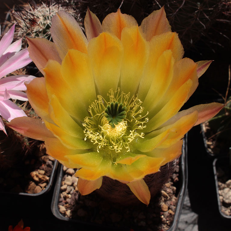 Echinocereus pectinatus ssp. wenigeri BW 116