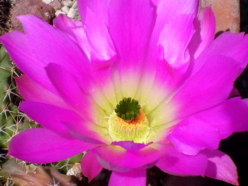 Echinocereus pentalophus 