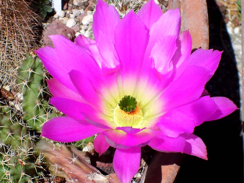 Echinocereus pentalophus 