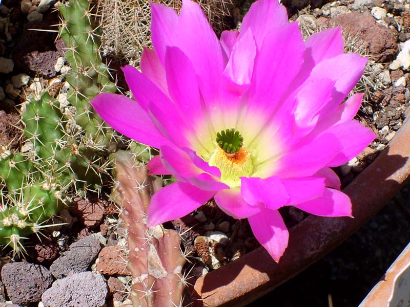 Echinocereus pentalophus 