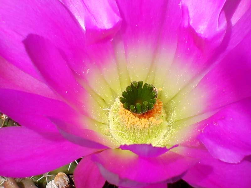 Echinocereus pentalophus 