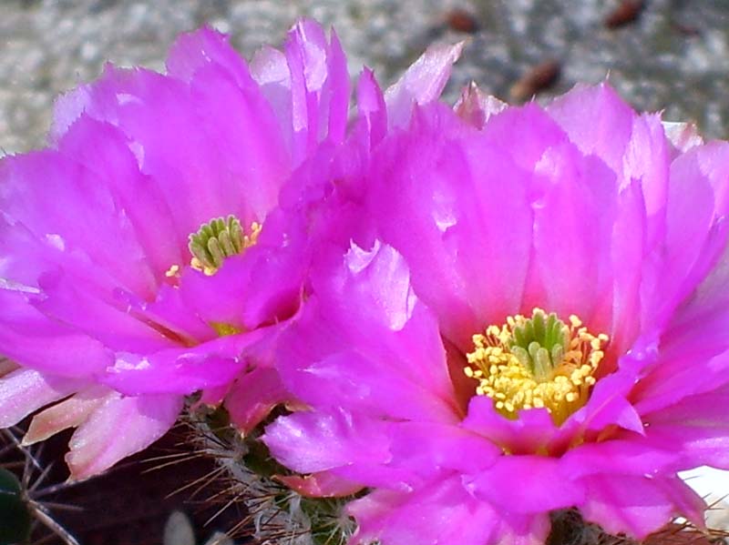 Echinocereus reichenbachii ssp. baileyi 