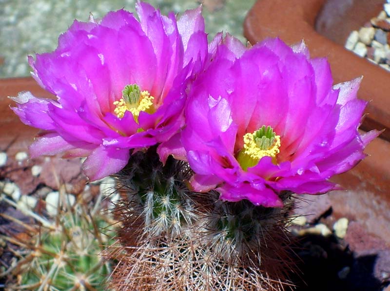 Echinocereus reichenbachii ssp. baileyi 