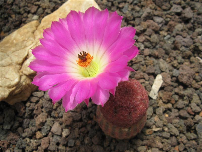 Echinocereus rigidissimus ssp. rubispinus 