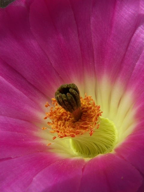 Echinocereus rigidissimus ssp. rubispinus 