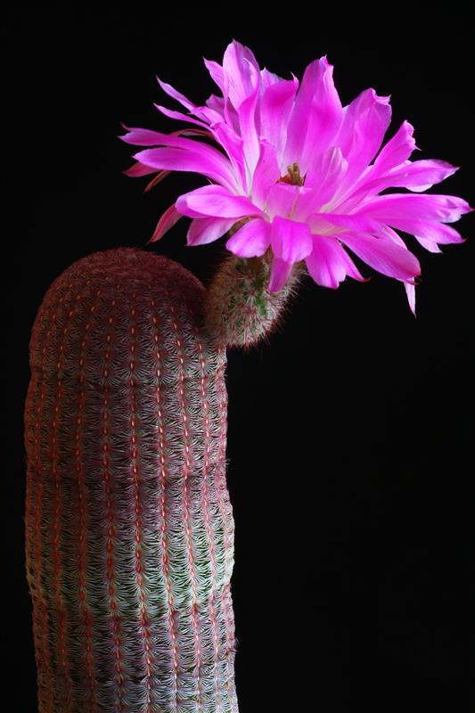 Эхиноцереус жестчайший Echinocereus rigidissimus