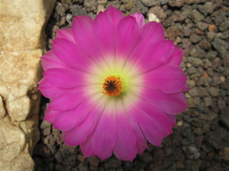 Echinocereus rigidissimus ssp. rubispinus 