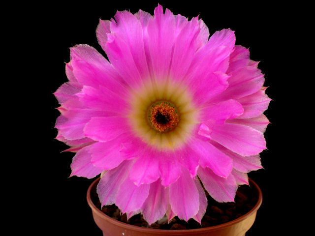 Echinocereus rigidissimus ssp. rubispinus 