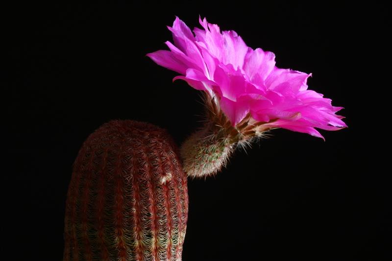 Echinocereus rigidissimus ssp. rubispinus 