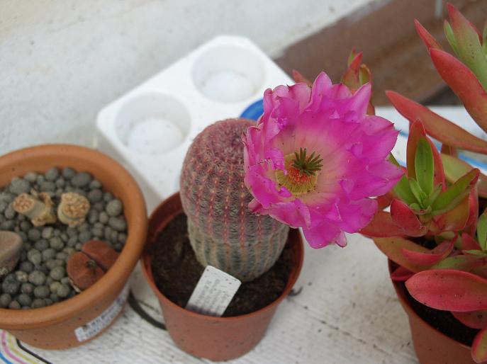 Echinocereus rigidissimus ssp. rubispinus 