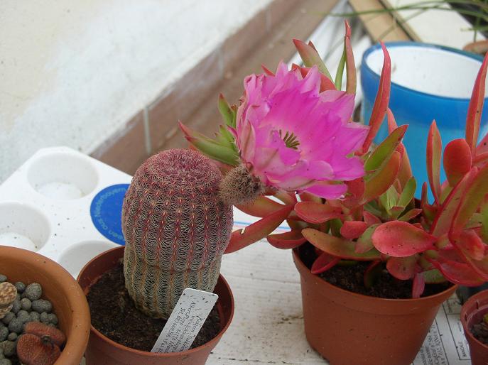 Echinocereus rigidissimus ssp. rubispinus 