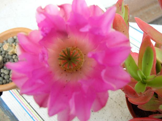 Echinocereus rigidissimus ssp. rubispinus 