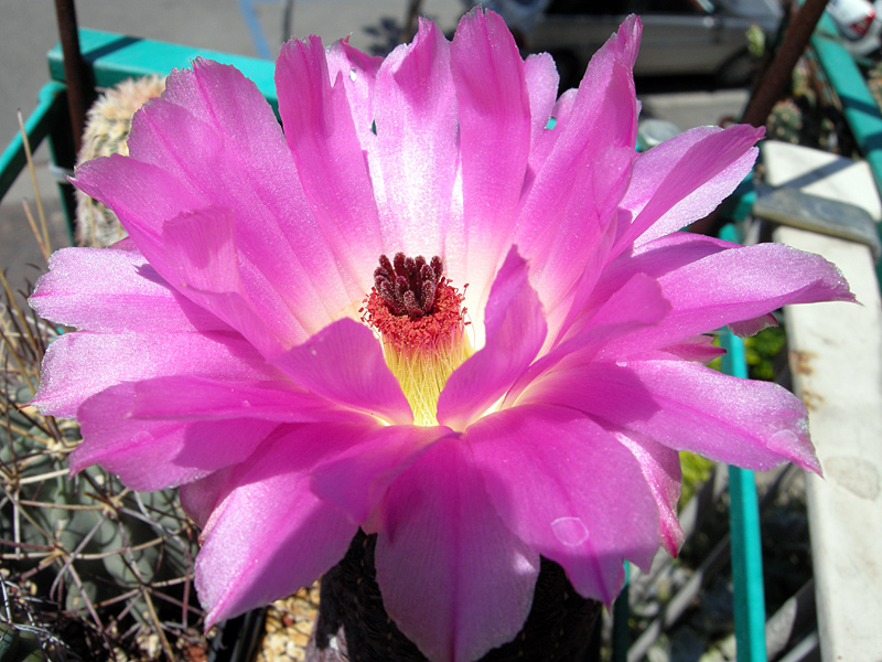 Echinocereus  rigidissimus v. rubispinus 