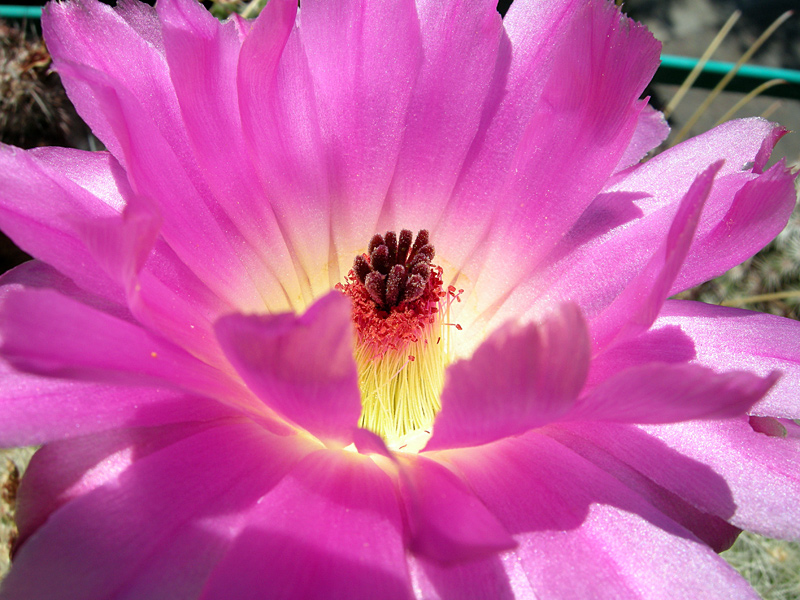 Echinocereus  rigidissimus v. rubispinus 