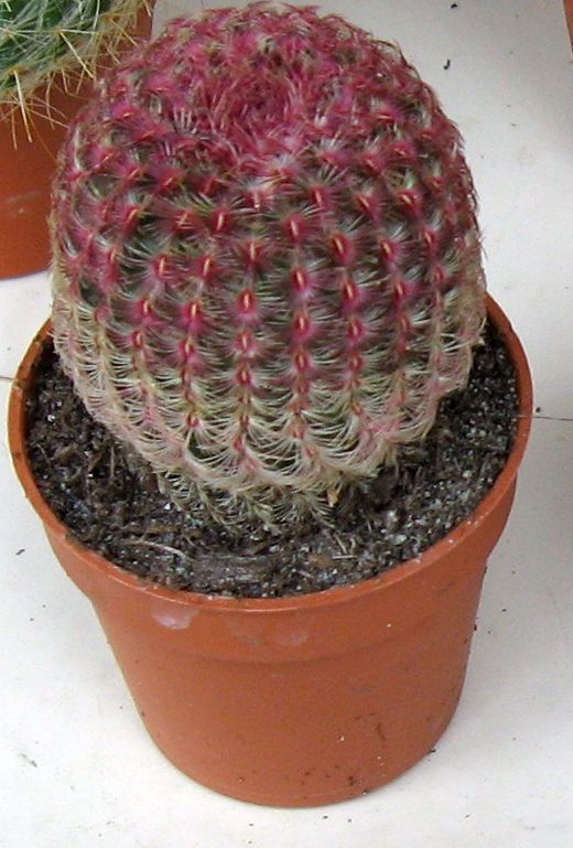 Echinocereus rigidissimus ssp. rubispinus 