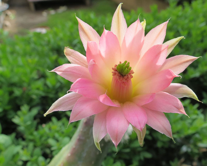 Echinocereus scheeri ssp. gentryi 