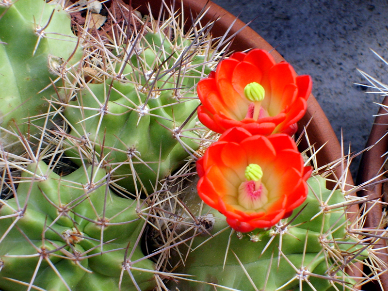 Echinocereus  triglochidiatus 