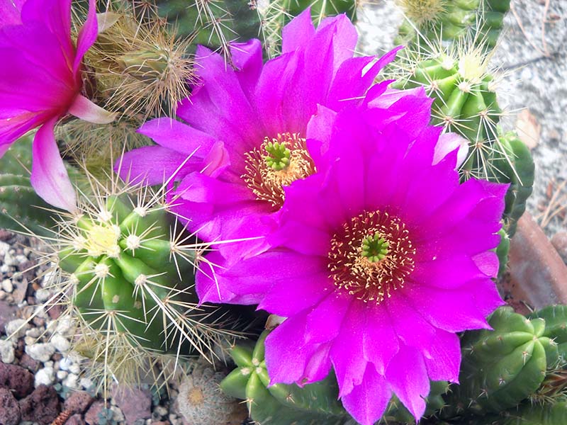 Echinocereus viereckii 