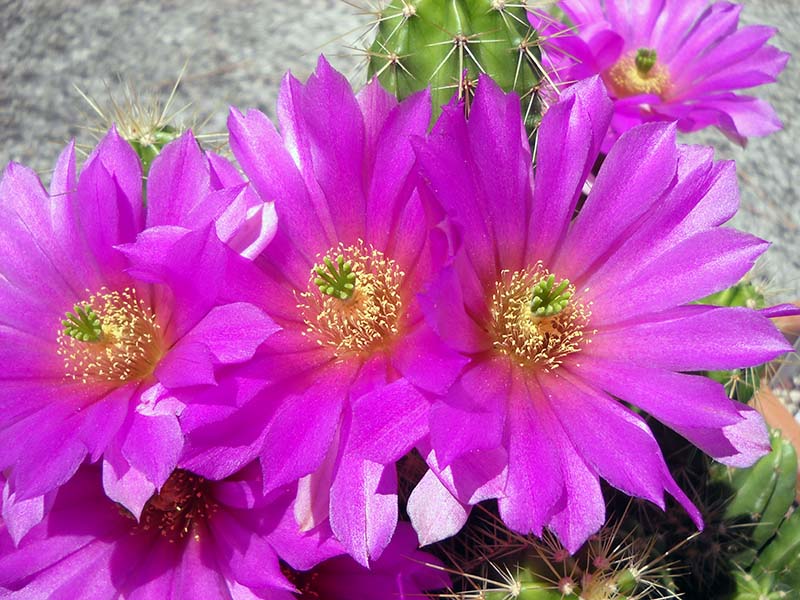 Echinocereus viereckii 