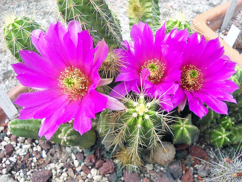 Echinocereus viereckii 