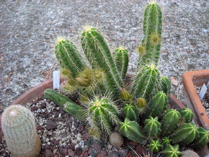 Echinocereus viereckii 