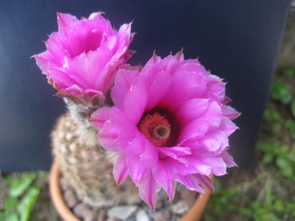 Echinocereus sp. 