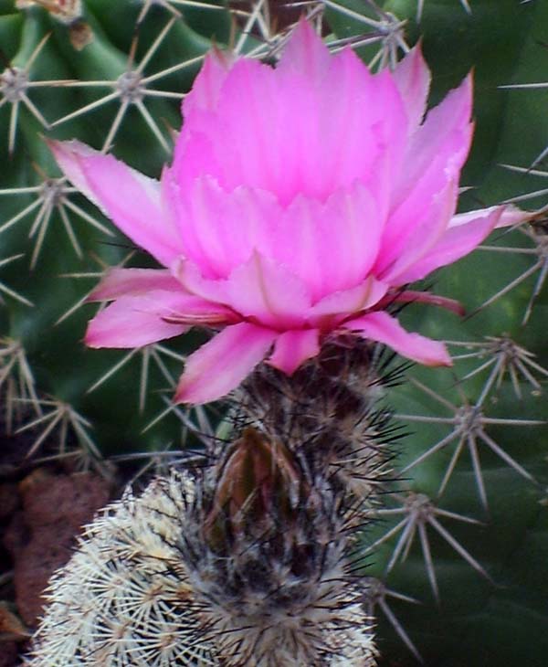 Echinocereus  x lloydii BW 105