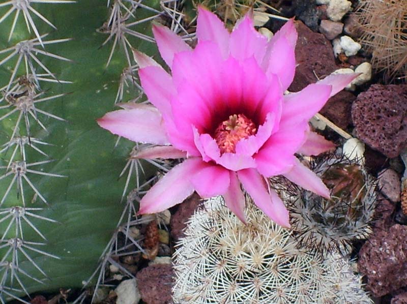 Echinocereus x lloydii BW 105