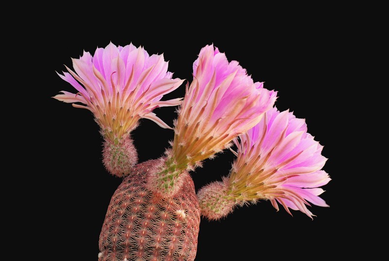 Echinocereus rigidissimus ssp. rubispinus 