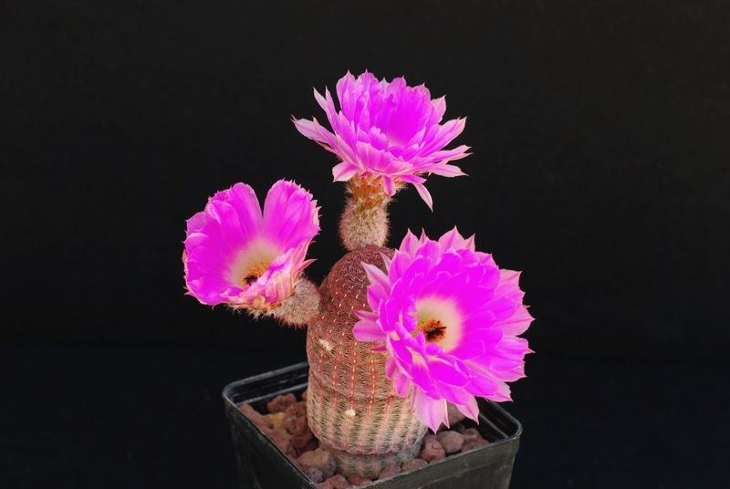 Echinocereus rigidissimus ssp. rubispinus 