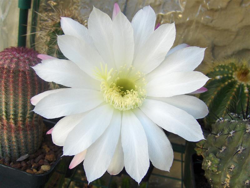 Echinopsis subdenudata 