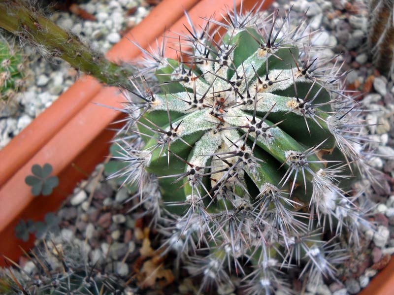 Echinopsis cv. haku-jo 