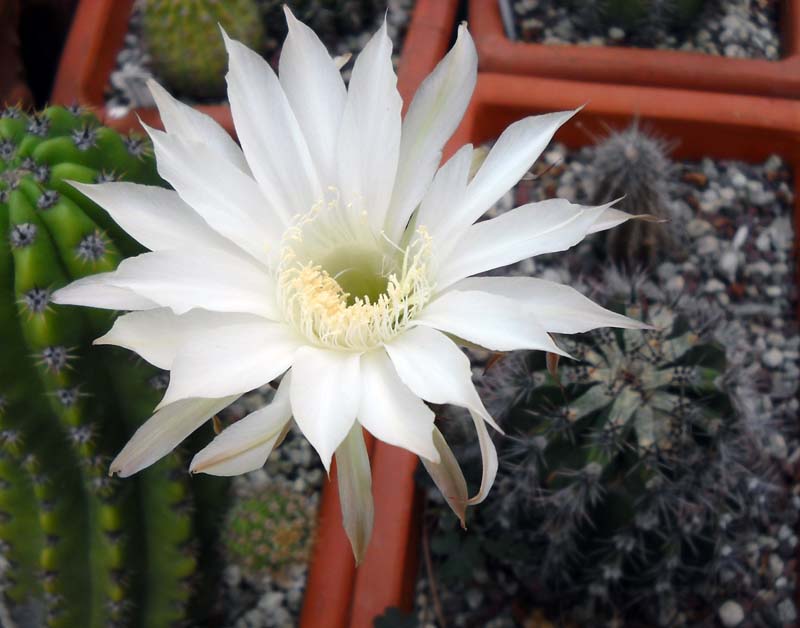 Echinopsis cv. haku-jo 