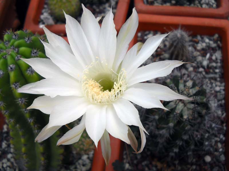 Echinopsis cv. haku-jo 