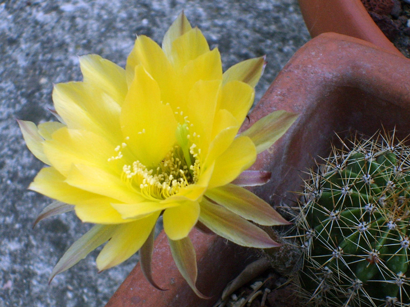 Echinopsis hybrida 