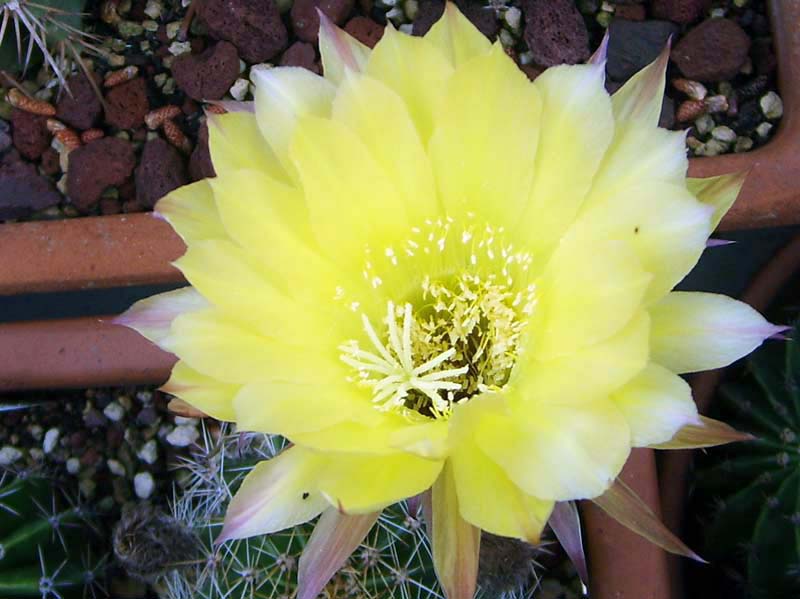 Echinopsis hybrida 