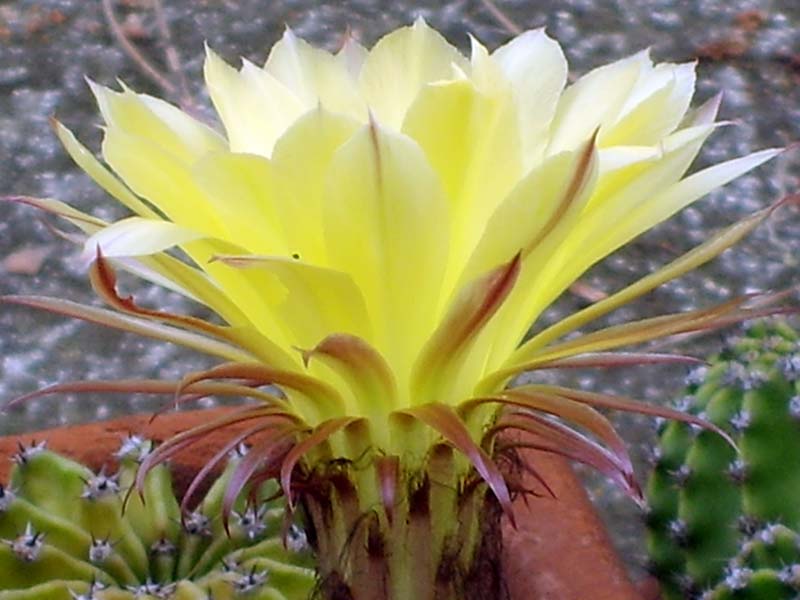 Echinopsis hybrida 